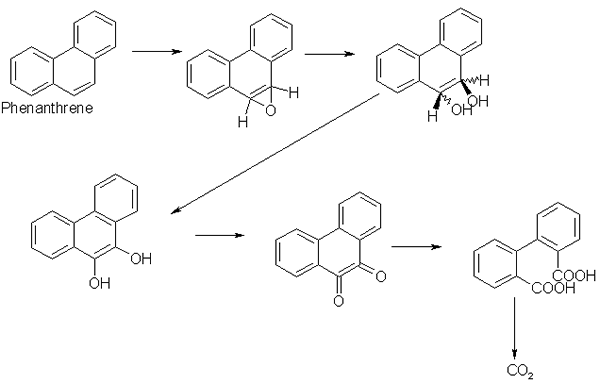 degradation pathway for phenanthrene