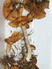 Gymnopilus penetrans Common Rustgill