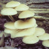 Oudemansiella mucida Porcelain Mushroom