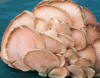 Pleurotus ostreatus Oyster Mushroom