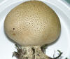Scleroderma citrinum Common Earthball