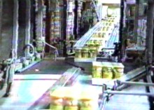 the machine-picked mushrooms are canned or bottled