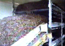 machines load the trays with compost