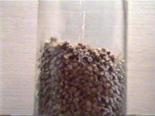 the inoculation spawn is grain colonised with fungal mycelium