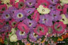 flowers01.JPG (69081 bytes)