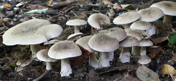Clouded agaric, Clitocybe nebularis