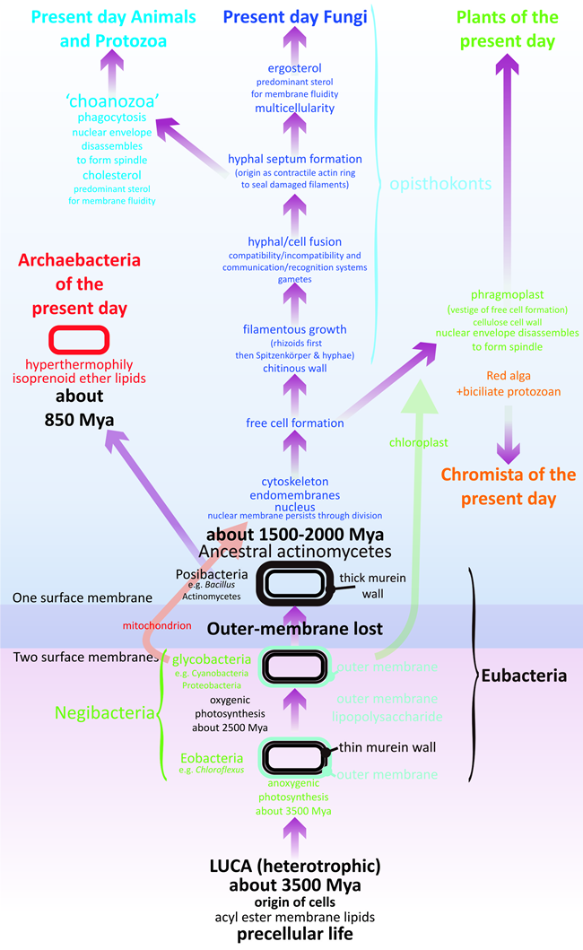 Emergence of a fungus-like stem for eukaryote evolution