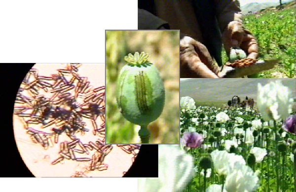 Pleospora papaveracea against heroin poppies