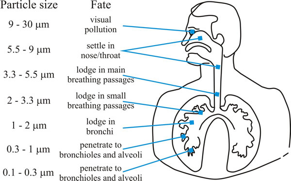 Graphic showing how deeply particles can be inhaled into the human respiratory tract