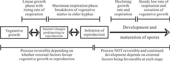 flow chart of the overall relation between growth, respiration and sporulation