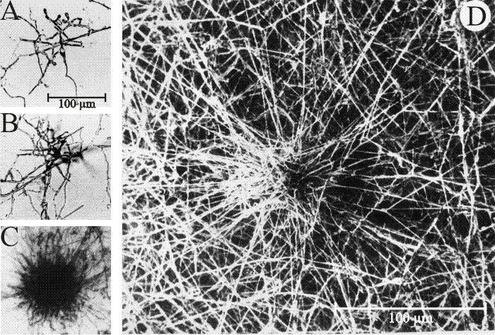 Development of sclerotia in mycelial microcosms