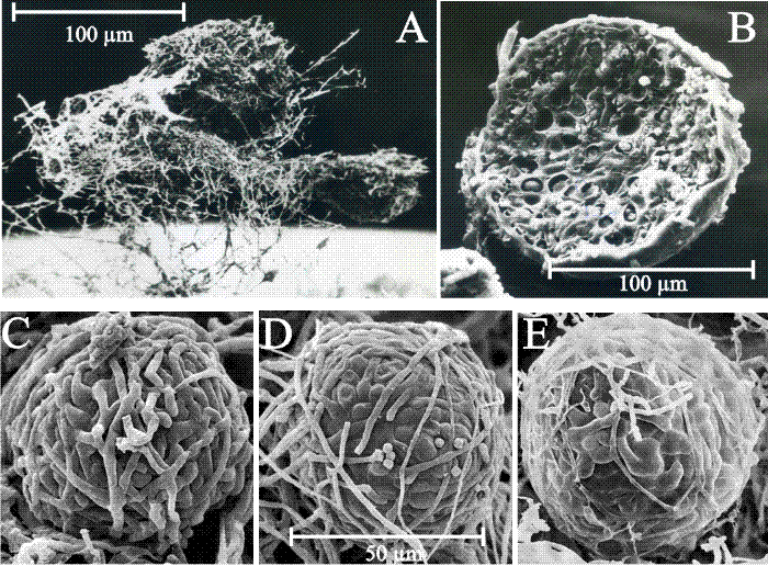 Structure of sclerotia