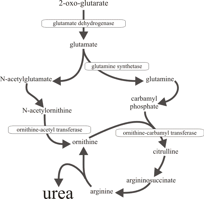 The metabolic pathway through which the four enzymes which are derepressed together in the developing cap of Coprinopsis cinerea, contribute to urea cycle amplification