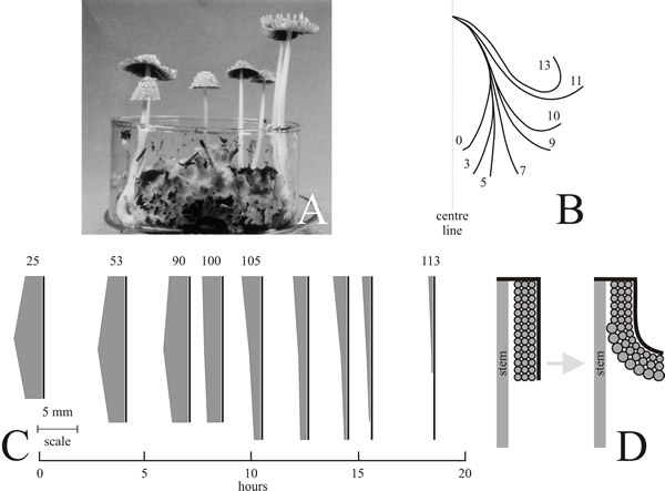 Mechanics of cap morphogenesis