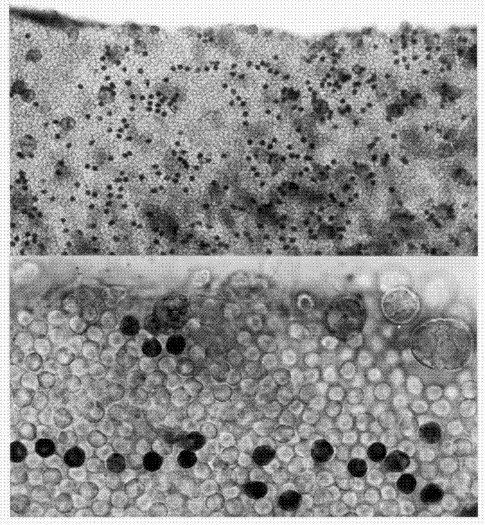 Application of cytochemical techniques for detection of NADP-GDH activity in situ in live tissues