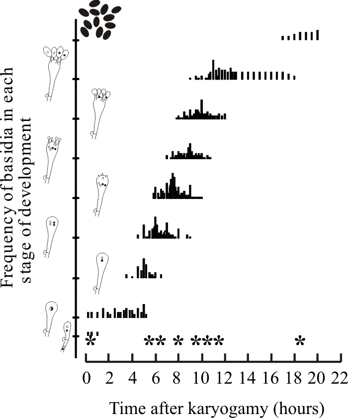 Time course of progress through meiosis and sporulation in Coprinopsis cinerea