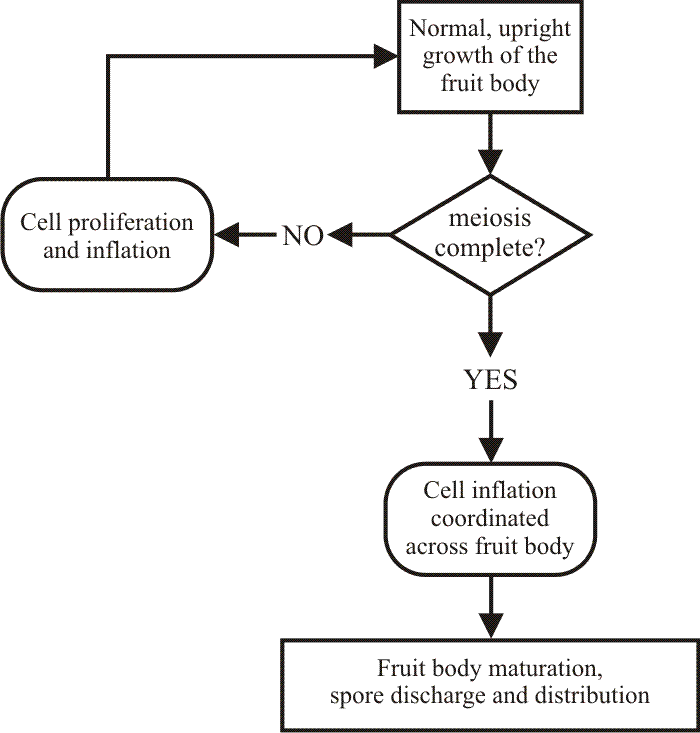 Simplified flow-chart describing normal upright growth of the mushroom