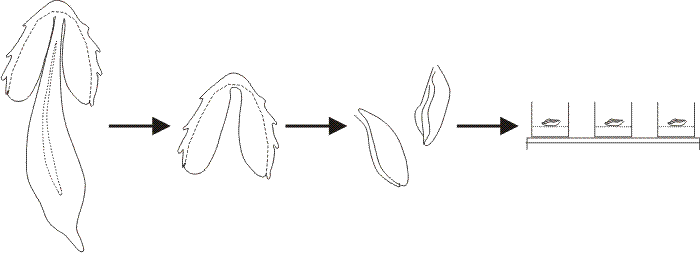 A typical explantation experiment