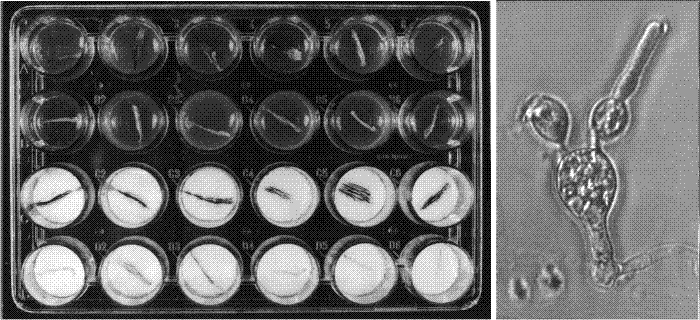 Sample results of explantation experiments