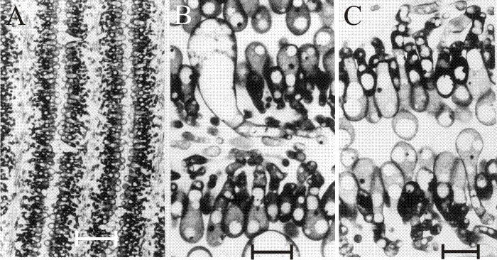 Differentiating hymenium of Coprinopsis