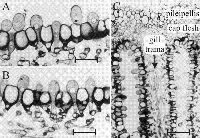 Differentiating hymenium of Coprinopsis