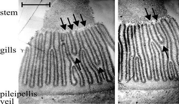 Origin of new hymenia within the trama of primary gills