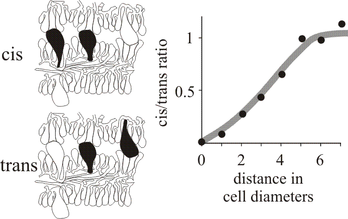 Cystidium distribution in the Coprinopsis hymenium