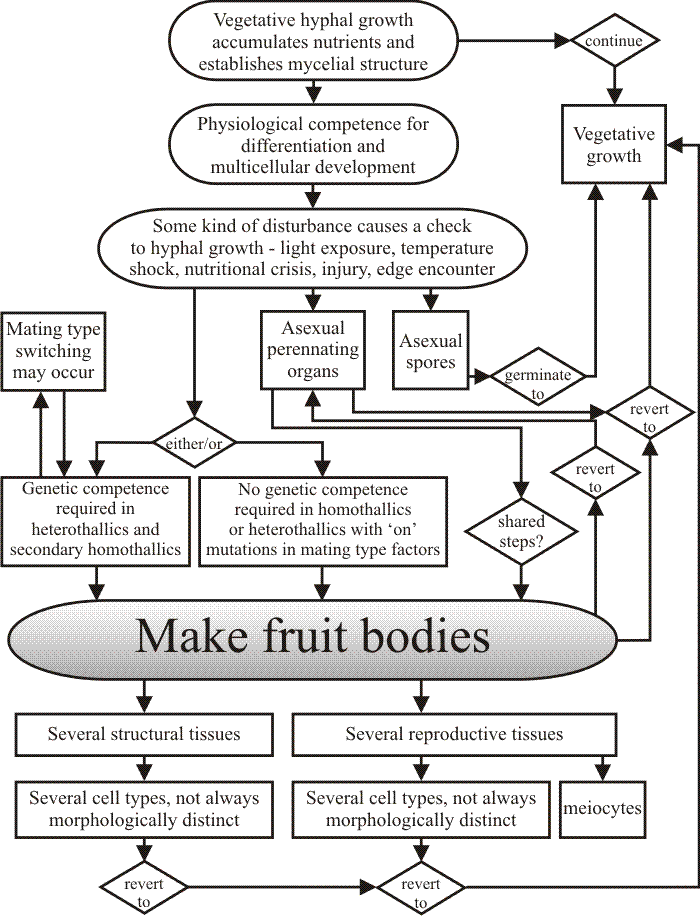 'Making fruit bodies' flowchart