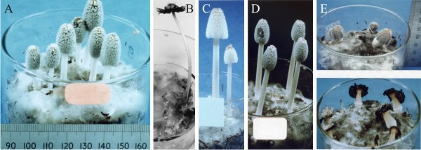 Developmental mutants of Coprinopsis cinerea