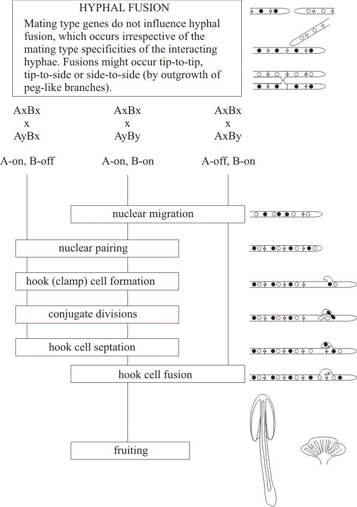 A and B mating type factor activity in Basidiomycota