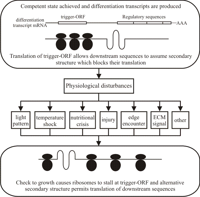 Translational triggering flowchart