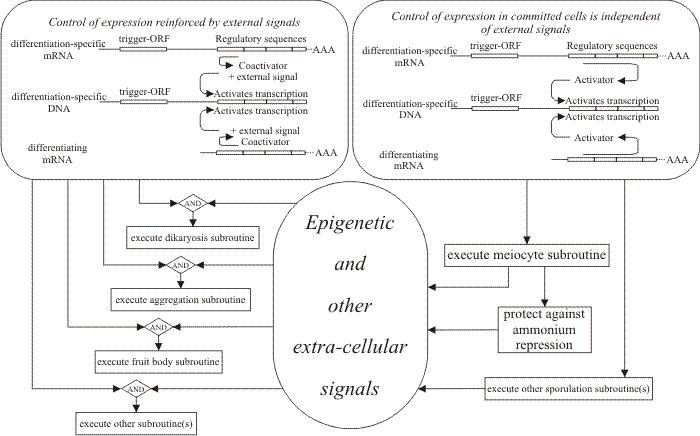 Feedback fixation adopted as a general model for maintaining progress through fungal pathways of differentiation