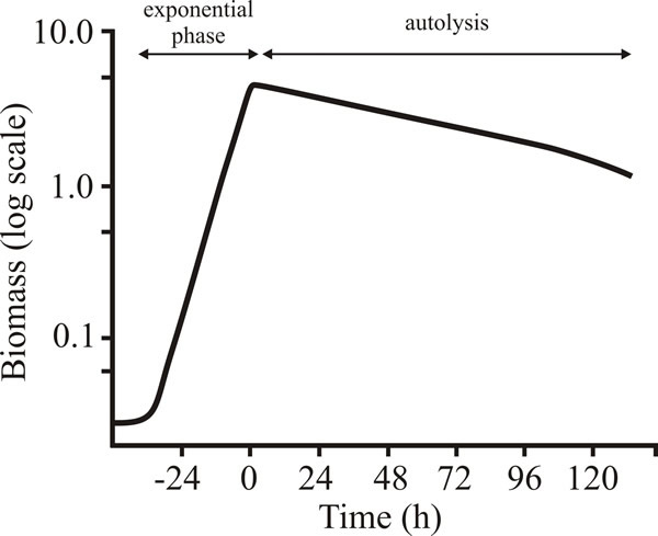 What Happens During The Stationary Phase Of Cell Growth