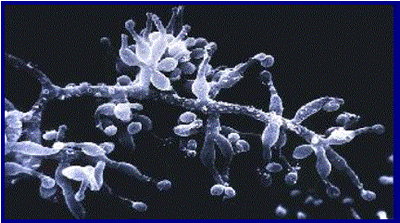 Scanning electron micrograph of Tolypocladium inflatum