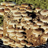 log-grown shiitake mushrooms