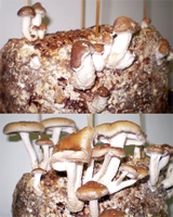 Two successive growth stages of shiitake on artificial (sawdust) log
