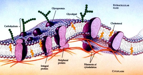 Three-dimensional structure of the animal cell membrane