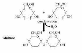 Diagram showing how two monosaccharides bond through a condensation reaction