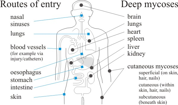 Routes of entry and distribution of the fungus diseases of humans