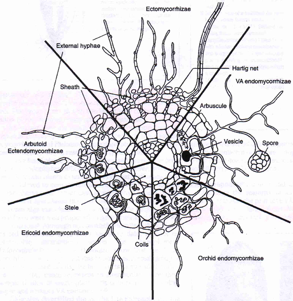 Mycorrhizal types