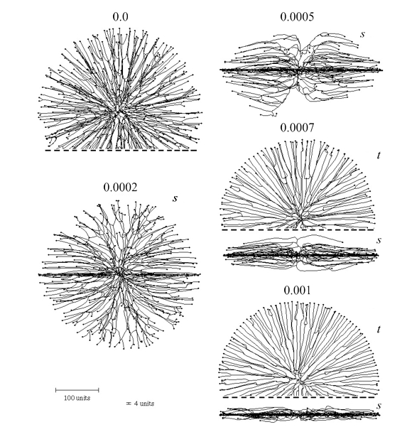 Flat mycelia