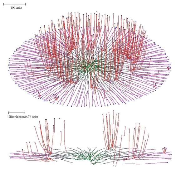 colony at an angle