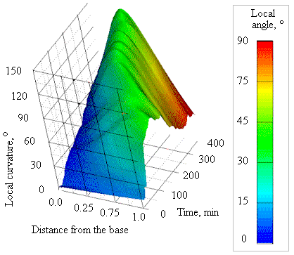 development of the gravitropic curvature in apex-pinned stems